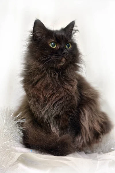 Μαύρη Χνουδωτή Chantilly Tiffany Γάτα Κίτρινα Μάτια — Φωτογραφία Αρχείου