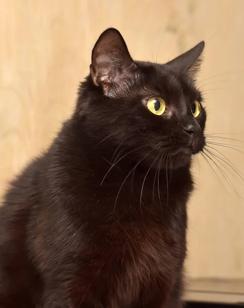 Słodkie Czarny Kot Żółty Oczy — Zdjęcie stockowe