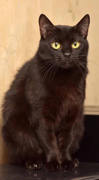 Χαριτωμένη Μαύρη Γάτα Κίτρινα Μάτια — Φωτογραφία Αρχείου