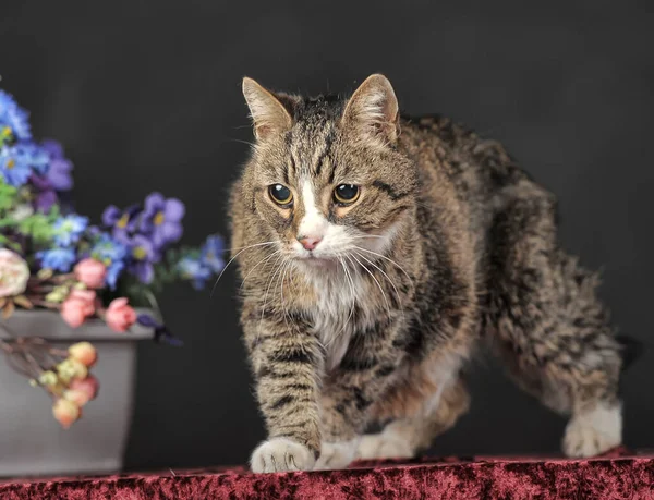 20岁的红白相间的老猫 — 图库照片