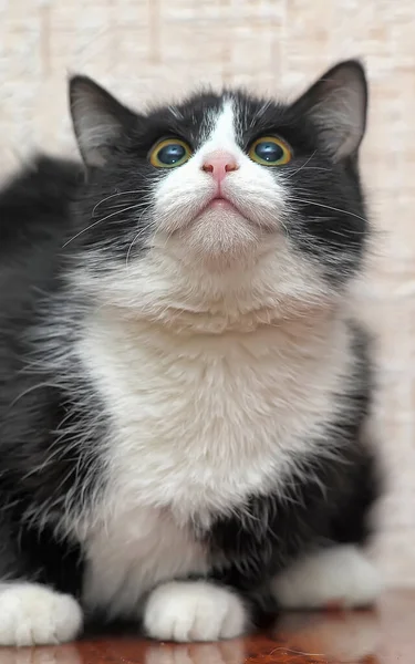 Negro Con Pechos Blancos Patas Gato Joven Con Ojos Anaranjados —  Fotos de Stock