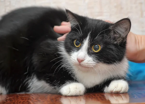 Negro Con Pechos Blancos Patas Gato Joven Con Ojos Anaranjados — Foto de Stock