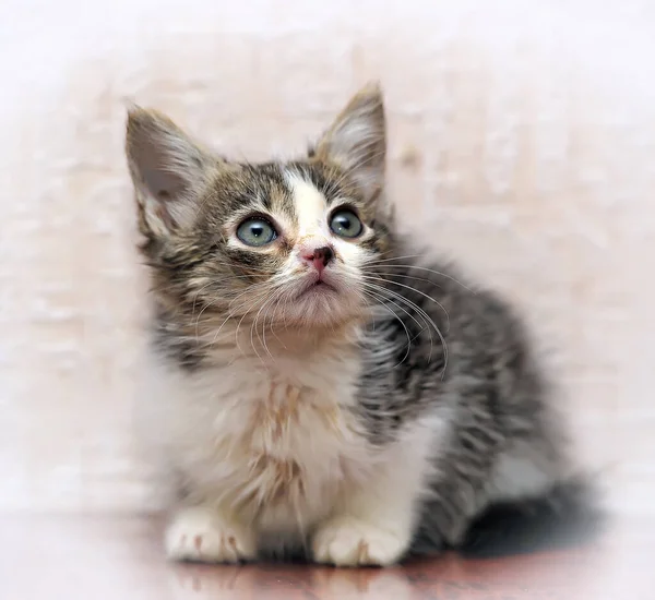 Poco Gris Con Blanco Marrón Gatito Esponjoso — Foto de Stock