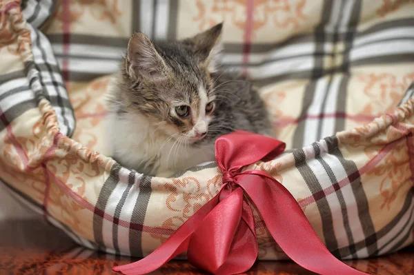 Liten Grå Med Vit Och Brun Fluffig Kattunge — Stockfoto