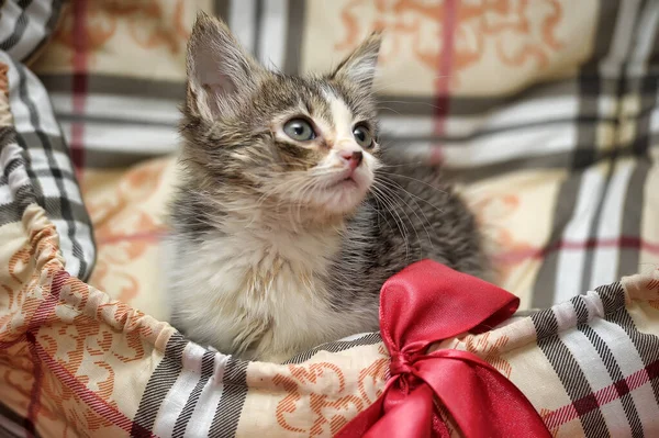 Liten Grå Med Vit Och Brun Fluffig Kattunge — Stockfoto