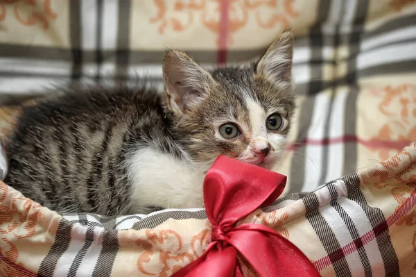 Poco Gris Con Blanco Marrón Gatito Esponjoso — Foto de Stock