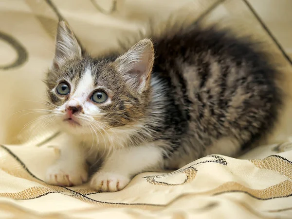 Kanepede Beyaz Tüylü Kedi Yavrusu Olan Küçük Gri — Stok fotoğraf