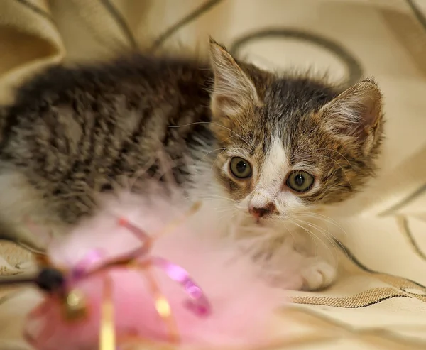 Kanepede Beyaz Tüylü Kedi Yavrusu Olan Küçük Gri — Stok fotoğraf