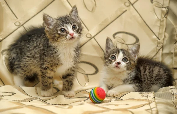 Twee Kleine Grijze Met Witte Pluizige Kittens Een Bank — Stockfoto