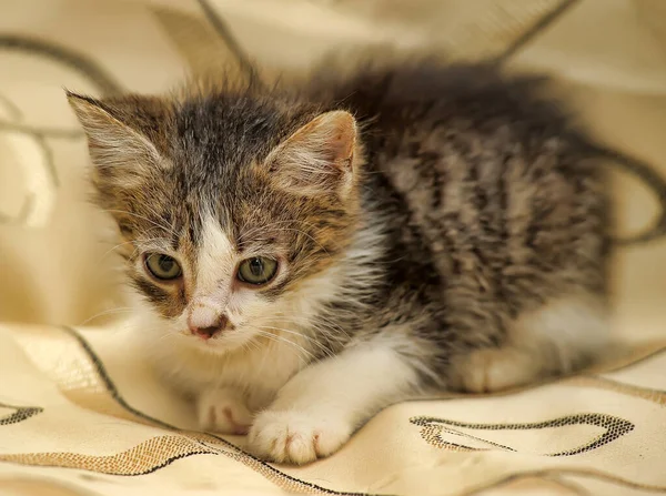 Liten Grå Med Vit Fluffig Kattunge Soffan — Stockfoto