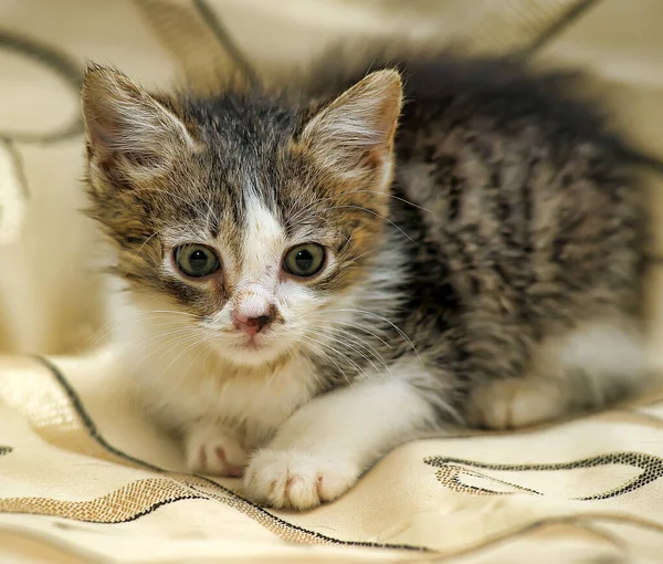 Pouco Cinza Com Branco Fofo Gatinho Sofá — Fotografia de Stock