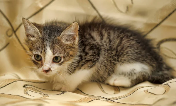 Liten Grå Med Vit Fluffig Kattunge Soffan — Stockfoto