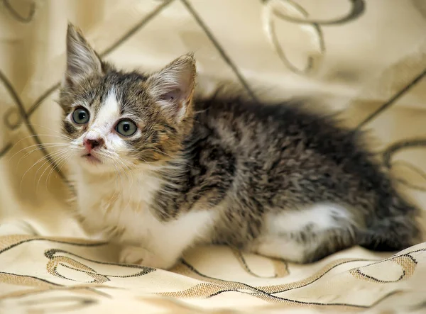 Liten Grå Med Vit Fluffig Kattunge Soffan — Stockfoto