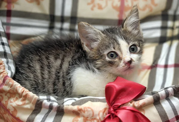 Pouco Cinza Com Branco Marrom Gatinho Fofo — Fotografia de Stock