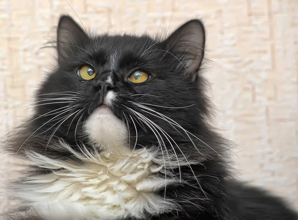 Black White Breasts Paws Young Cross Eyed Cat — Stock Photo, Image