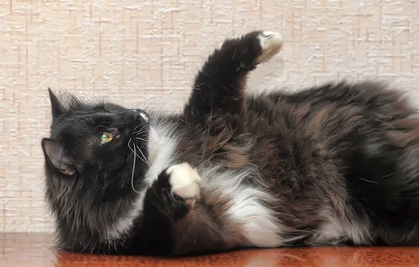 黒と白の胸と足の若い目の猫 — ストック写真