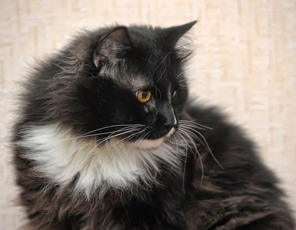 Black White Breasts Paws Young Cross Eyed Cat — Stock Photo, Image