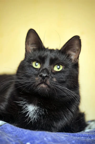 Černá Kočka Žlutýma Očima Bílou Skvrnou Hrudi — Stock fotografie