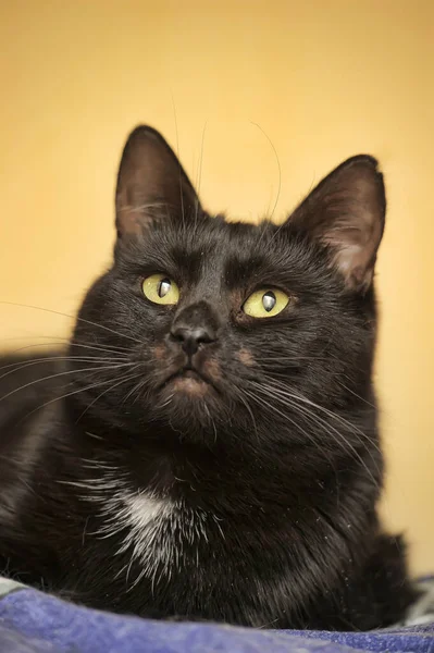 Černá Kočka Žlutýma Očima Bílou Skvrnou Hrudi — Stock fotografie