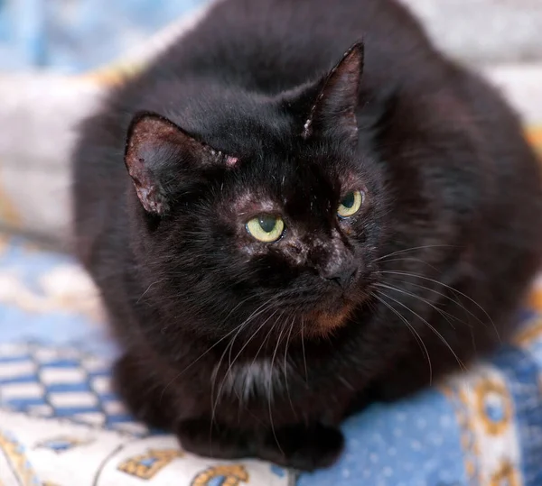 Black Cat Yellow Eyes White Spot Chest — Stock Photo, Image