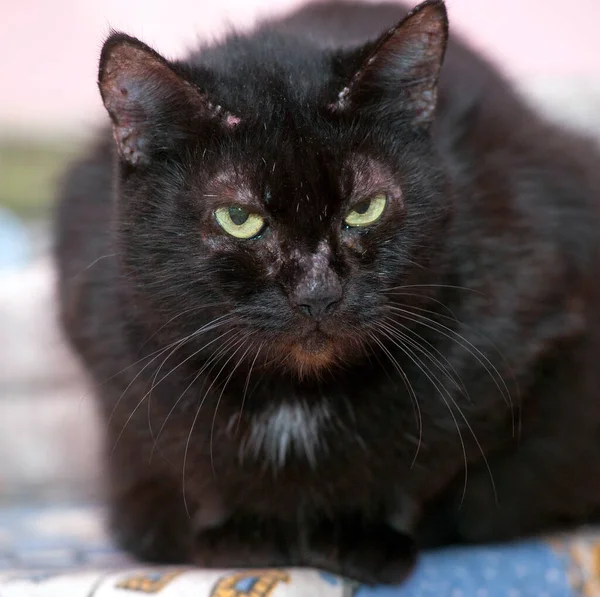 Gato Preto Com Olhos Amarelos Uma Mancha Branca Peito — Fotografia de Stock