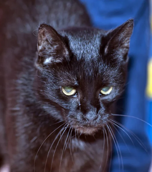 Gato Preto Fundo Azul — Fotografia de Stock