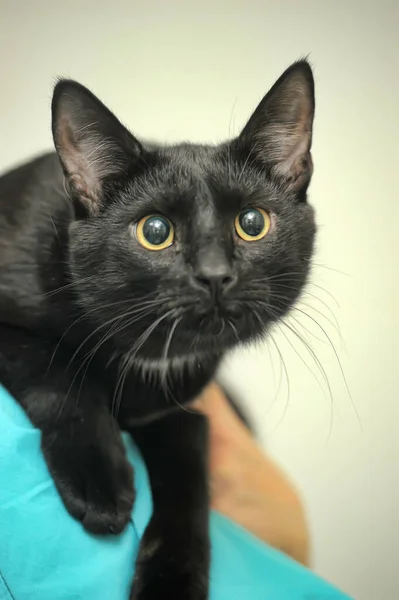 Junge Schwarze Katze Auf Seiner Schulter — Stockfoto
