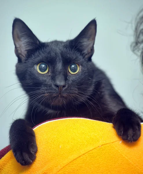 Young Black Cat His Shoulder — Stock Photo, Image