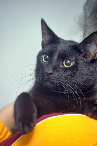 Jovem Gato Preto Seu Ombro — Fotografia de Stock