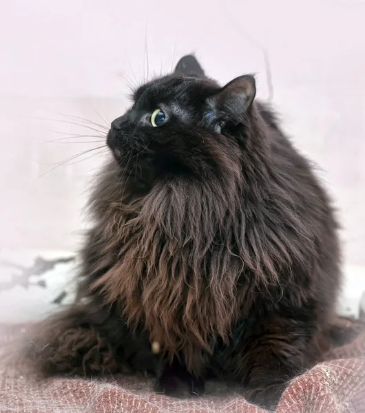 Μαύρη Χνουδωτή Σιβεριανή Γάτα Καταφύγιο Ζώων — Φωτογραφία Αρχείου