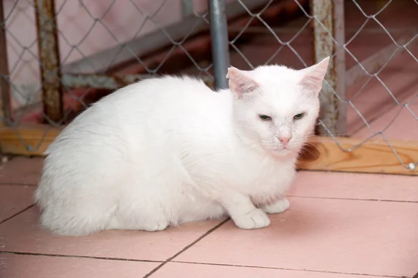 Bílá Kočka Útulku Pro Zvířata Zblízka — Stock fotografie