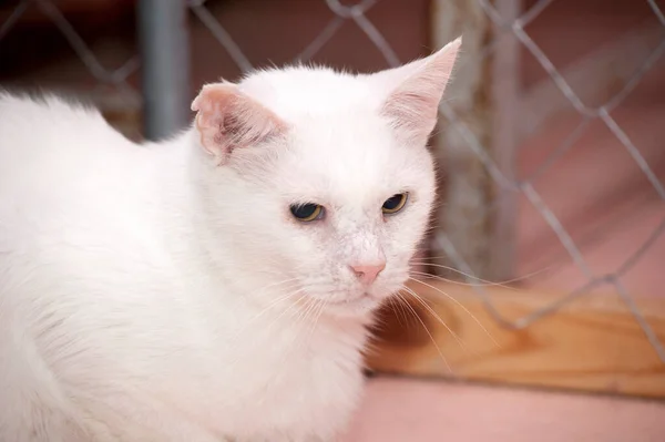 Gato Blanco Refugio Animales Cerca — Foto de Stock