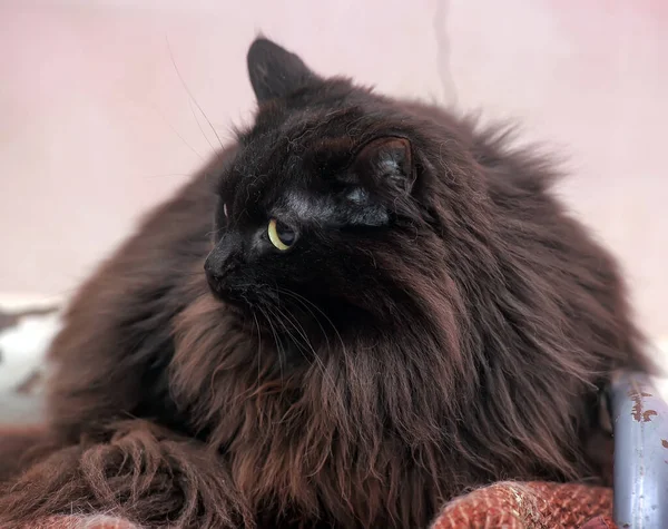 Black Fluffy Siberian Cat Animal Shelter — Stock Photo, Image