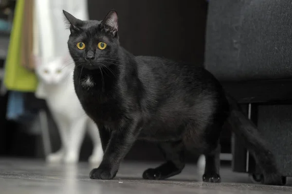 Zwarte Kat Met Gele Ogen Een Witte Vlek Borst — Stockfoto