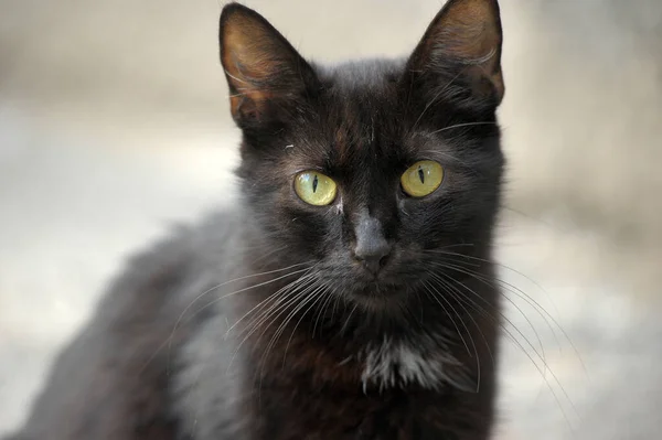 Gato Preto Com Olhos Amarelos Uma Mancha Branca Peito — Fotografia de Stock