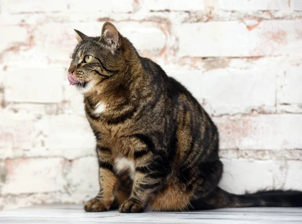 Hnědá Pruhovaná Stará Kočka Olizuje Rty — Stock fotografie