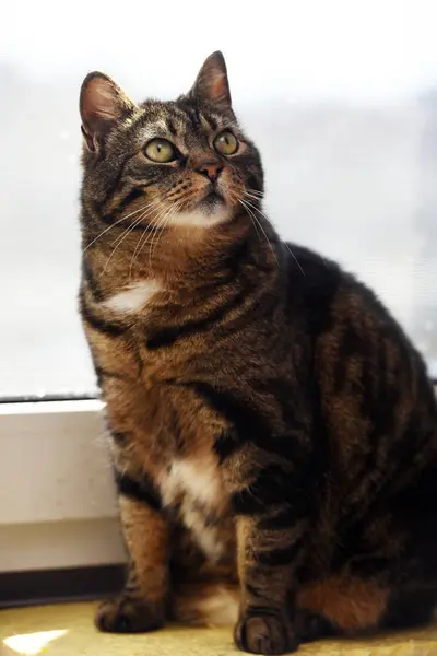 Brown Striped Old Cat Sits Window — Stock Photo, Image