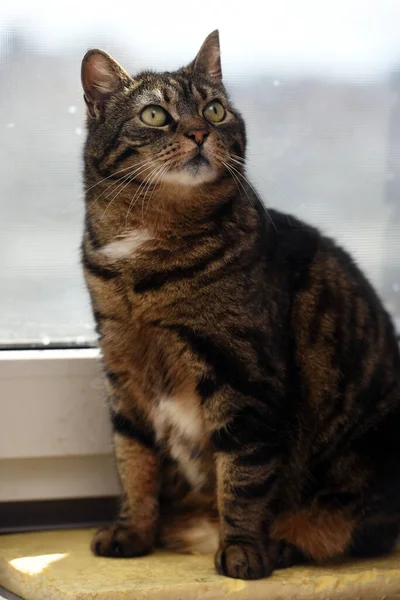 Hnědá Pruhovaná Kočka Sedí Okna — Stock fotografie