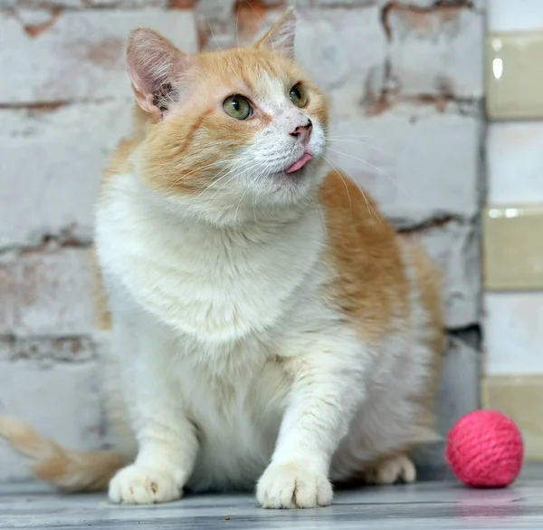 Ältere Rote Mit Weißer Katze — Stockfoto