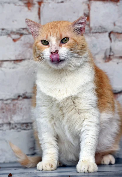 Ältere Rote Mit Weißer Katze — Stockfoto