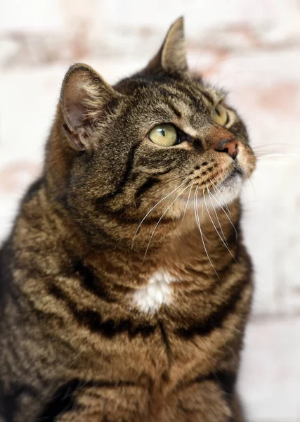 Idoso Gato Tabby Marrom Fundo Leve — Fotografia de Stock