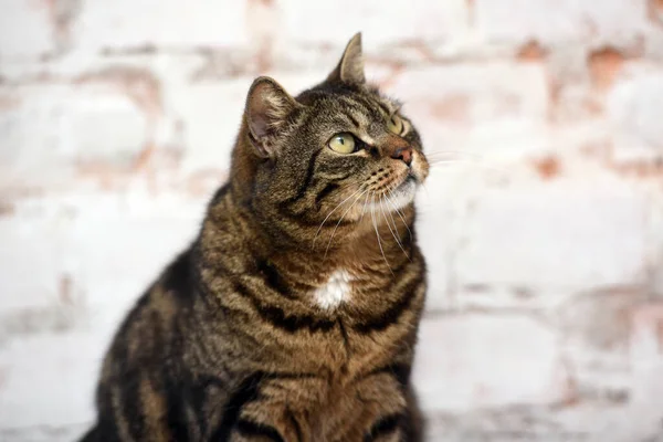 Starší Hnědý Tabby Kočka Světlém Pozadí — Stock fotografie
