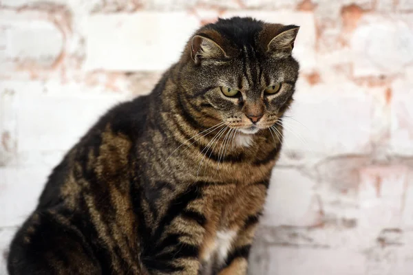 Starszy Brązowy Kot Tabby Jasnym Tle — Zdjęcie stockowe