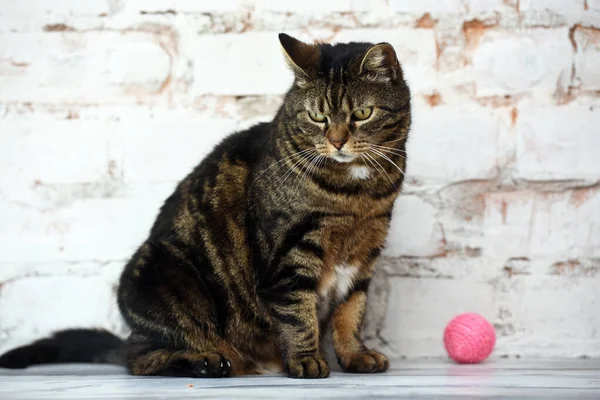 Starszy Brązowy Kot Tabby Jasnym Tle — Zdjęcie stockowe
