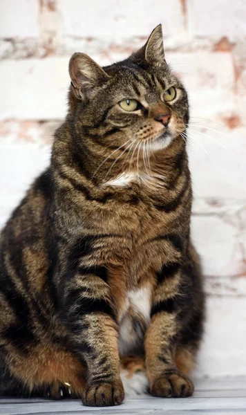 Ouderen Bruin Tabby Kat Een Lichte Achtergrond — Stockfoto