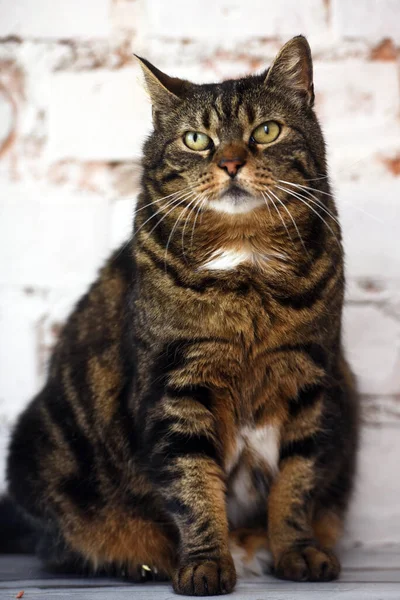 Idoso Gato Tabby Marrom Fundo Leve — Fotografia de Stock