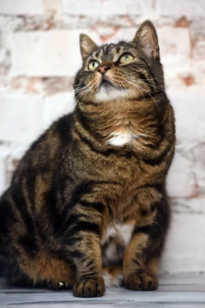 Ältere Braune Gestromte Katze Auf Hellem Hintergrund — Stockfoto