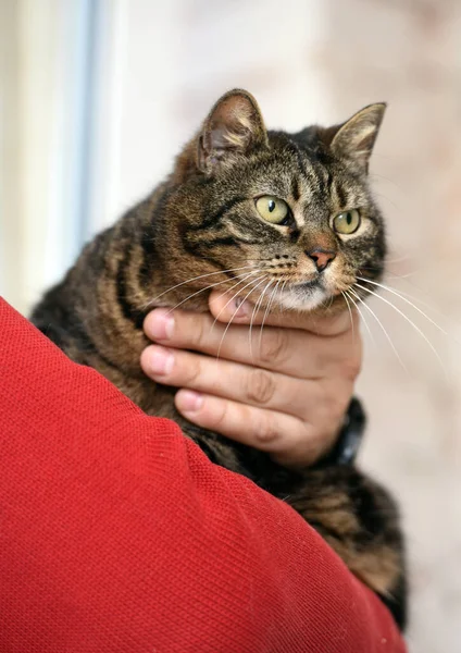 Ältere Braune Gestromte Katze Auf Hellem Hintergrund — Stockfoto