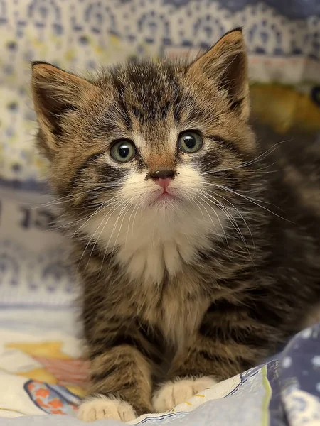 Cute Brown White Kitten Blue Background — Stock Photo, Image