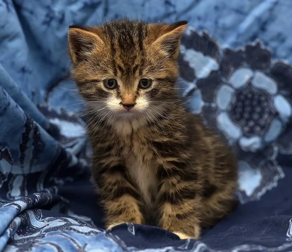 Mavi Arka Planda Beyaz Kedi Yavrusu Olan Sevimli Kahverengi — Stok fotoğraf